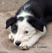 Puppy no 7, Ben x Pru litter, Black and white, split faced female border collie